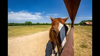 East Texas Horse Property pipe fence spring fed pond four septic tanks two R/V hook ups with meters.