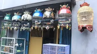 PENJUAL PERKUTUT LOKAL WARNA KATURANGGAN DIJAKARTA TIMUR