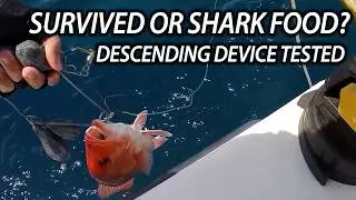 I Strapped a Camera to a Descending Device to See if Released Fish Survived the Sharks!