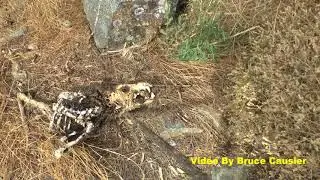 Was This Dog Killed By A Coyote