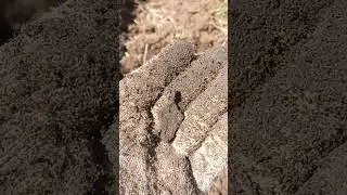 Находки продолжаются #кладоискатель #metaldetecting #коп #coin #металлоискатель #garrett #мд #md