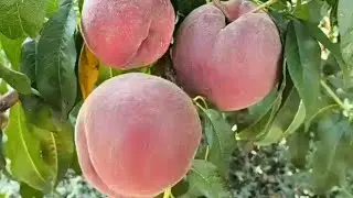 Персик Екстрім Світ. Peach Extreme Sweet. Солодка і крупна серія Extreme