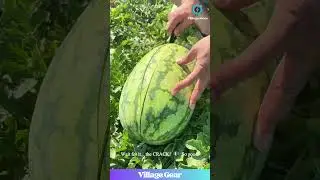 Summer Just Arrived in This ONE Video! 🍉 The Juiciest Watermelon EVER! You Have to See This! 