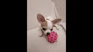Чихуахуа. Собачка Тоська играет в мячик
