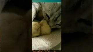 Video hewan lucu, kucing dan anak ayam #shorts #short #memes #meme #videolucuterbaru2023