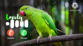 Message notification Ringtone love sms ringtone notification message ringtone notification love