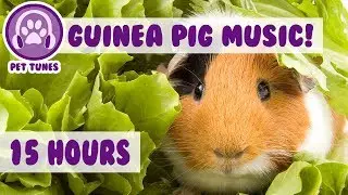 The BEST Remedy For Your Anxious Guinea Pig! The Only Pet Therapy For your Depressed Guinea Pig
