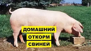 Откорм свиней в домашних условиях как бизнес идея | Свиноводство | Мясные, сальные и беконные свиньи