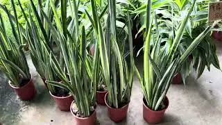象耳.雪紋.佛手虎尾蘭 超大虎尾蘭