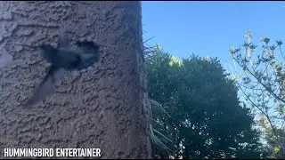 Las Vegas Partying with Hummingbirds! 🥳 #hummingbirds