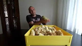 Инкубация куриных яиц(мини-мясные)//Таблица в описании