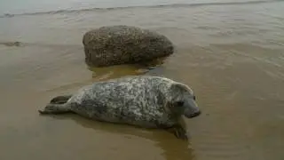 Серые тюлени вернулись в Финский залив
