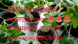 АРБУЗЫ И ДЫНИ перерастают. холодный апрель. РИСКОВАТЬ? 30 апреля