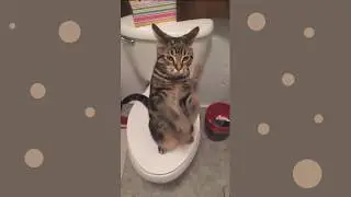 Котики молятся (мини подборка)