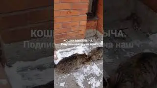 Наша уличная хвостато-усатая семья!!!