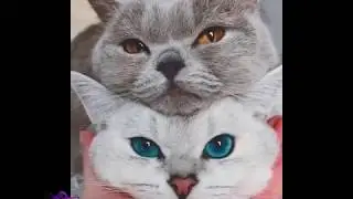 Cutest Cats | Best Cute Cats Clips Ever😻😸🔥