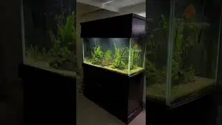 1,500 Gallons of Aquariums (11 Tanks!)