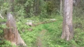 Пение птиц и прогулка по тропинке в весеннем лесу