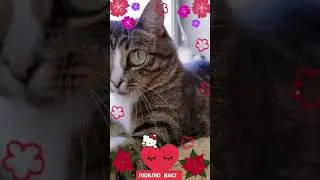 СМЕШНЫЕ КОШКИ / ПРИКОЛЫ С КОШКАМИ