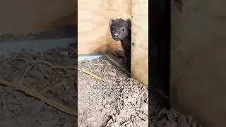 Frightened puppy seeks help #animals #love #shorts