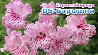 The most spectacular flower. Streptocarpus DS-Young Lady
