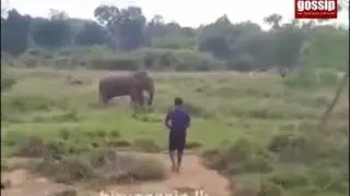 Dude gets smashed by elephant