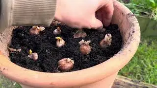 On plante les tulipes
