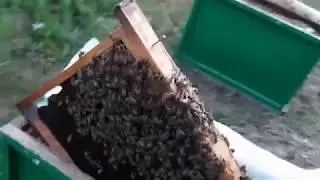 подсадка маток часть 2