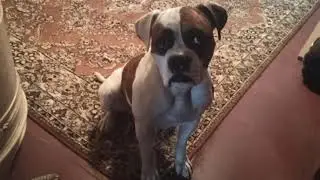 В большой собачке живëт маленький зайка🐰🐶 #shorts