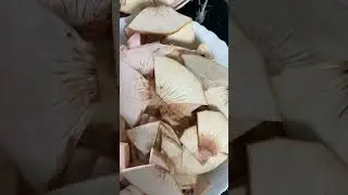 Delicious Breadfruit Chips Recipe | How to Make Crispy Snack at Home | Step-by-Step Guide