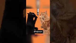 IQ тест для кота 🙀