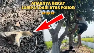 Pohon dipanjat, eh anaknya nekat lompat.. 🤣🤣