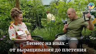 Бизнес на ивах - от выращивания до плетения