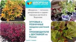 Обзор посылки из питомника 