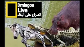 Crocodile Kingdom When donkeys cross the river, a fierce confrontation between a hippo and a crocodi