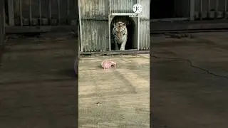 Are tigers shy animals?🐯:YES!!