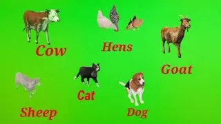 Farm Animals! Cow, Hens, Goat, Sheep, Cat, Dog!!