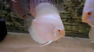 Albino Platinum from Sunrise Tropicals