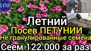 Большой посев ПЕТУНИИ. Сеем 122.000 семян Петунии без гранул. Такого Вы ещё не видели. Без секретов.