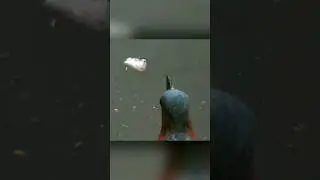 Этим птицам хлеб нужен не для еды. Зелёная кваква