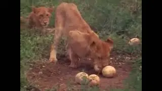 Ostrich Eggs vs Lion Pride - Lions Jaws aren't strong to Open Eggs.