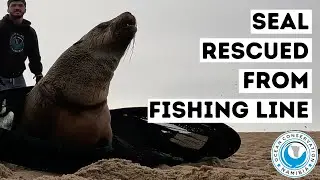 Seal Rescued From Fishing Line
