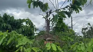 bẩy bông lau cực chất