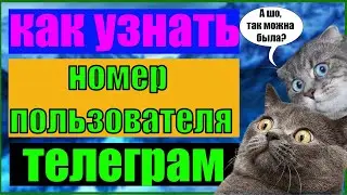 Как узнать номер телефона собеседника в телеграм // Номер телефона телеграм // Телеграм // Telegram