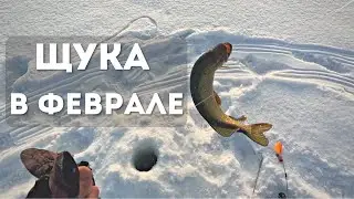 Что может быть лучше рыбалки в глухозимье? Ловля щуки на жерлицы в феврале.