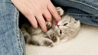 The kitten that bites your finger when it gets sleepy is so cute...