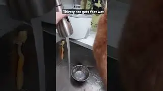 Thirsty cat.