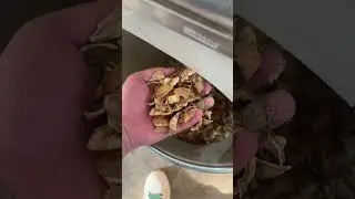 AMD Walnut Separation with InGaAs Sorting Machine 