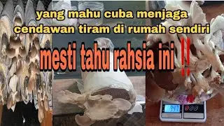 cara supaya cendawan tiram tumbuh dengan banyak