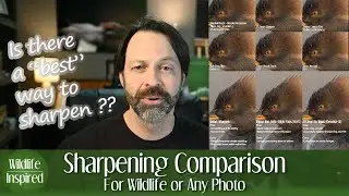 Sharpen Comparison for Wildlife Photography (or any image)